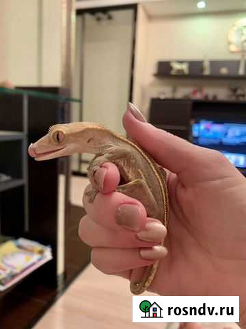 Реснитчатый бананоед Томск - изображение 1