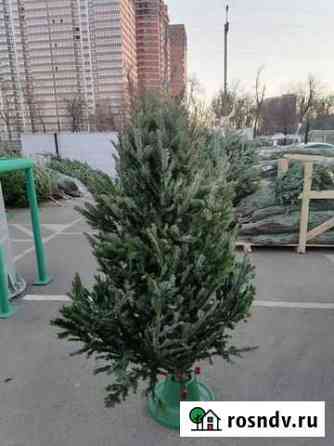 Пихты Томск