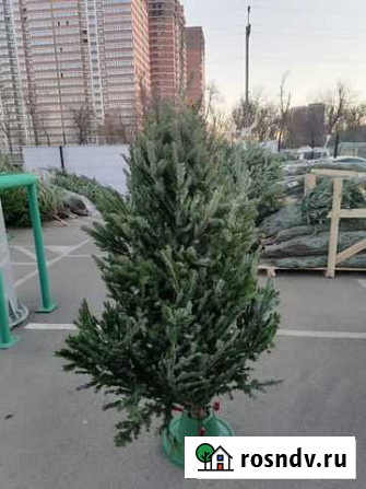 Пихты Томск - изображение 1