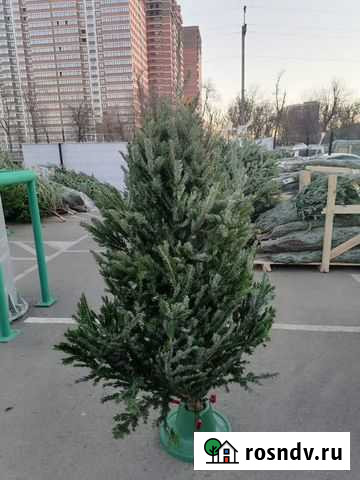 Пихты Томск - изображение 1