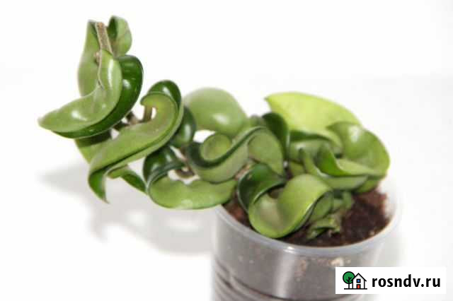 Хойя Компакта Рязань - изображение 1