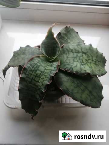 кирка Копейск - изображение 1