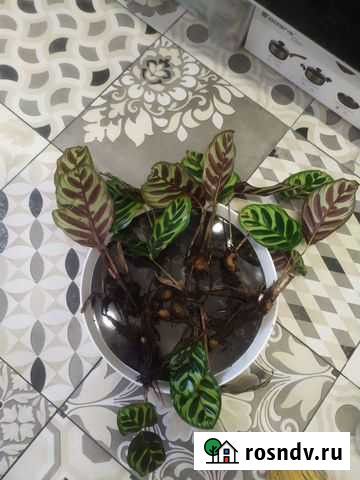 Калатея Макоя (Макояна) Пенза - изображение 1
