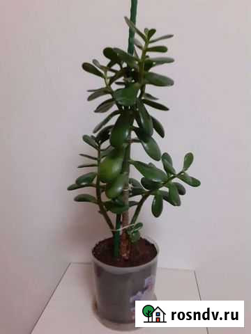 Денежное дерево (Толстянка) Сургут - изображение 1