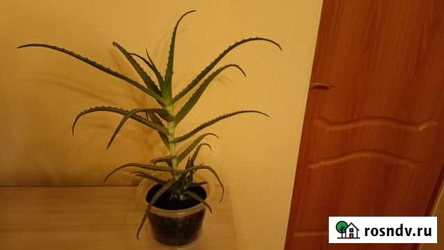 Алоэ Уфа - изображение 1