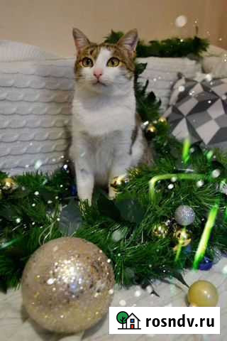 Кошка в добрые руки Ульяновск - изображение 1