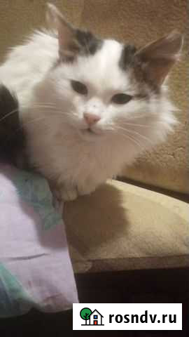 Котик Чистополь - изображение 1