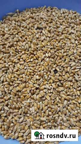 Пшененица, кукуруза, ячмень Старый Оскол - изображение 1