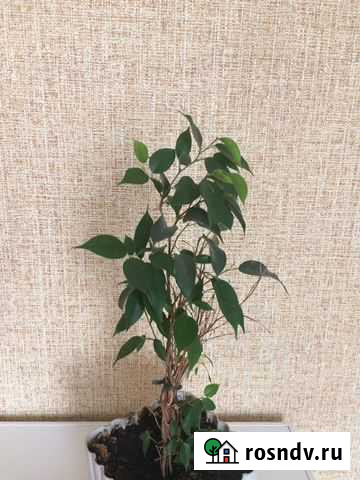 Фикус Бенджамина Белгород - изображение 1