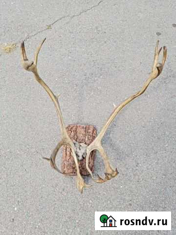 Продам рога Абакан - изображение 1