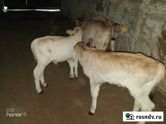 Швицкие телята Махнево - изображение 1