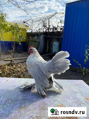 Цыплята, Семья Мильфлер декоративная Белгород - изображение 1