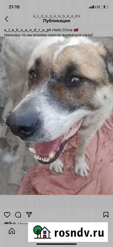 Среднеазиатская овчарка Большое Козино - изображение 1