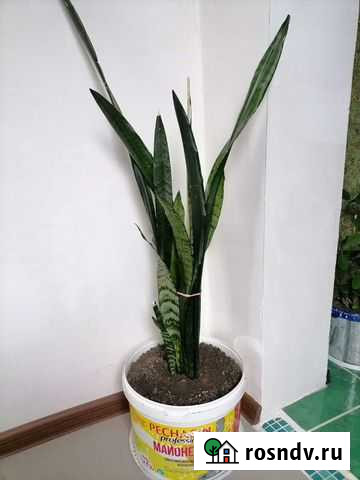 Комнатные цветы Лабинск - изображение 1