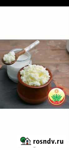 Тибетский Молочный гриб Волгодонск - изображение 1