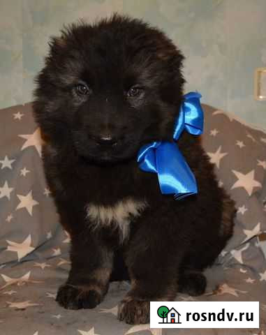 Щенки от Кавказских овчарок Чемпионов Тверь - изображение 1