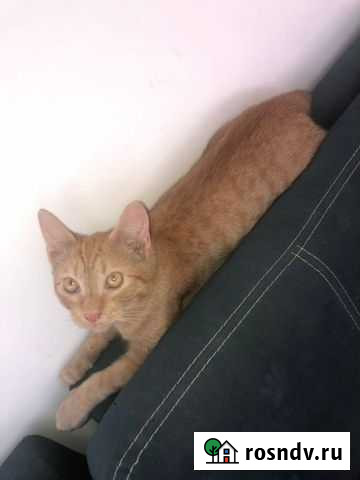 Котенок мальчик Рязань - изображение 1