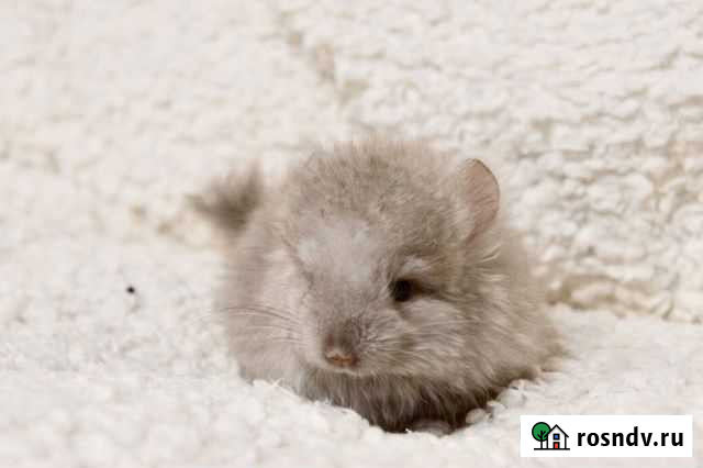 Шиншилла девочка Барнаул - изображение 1