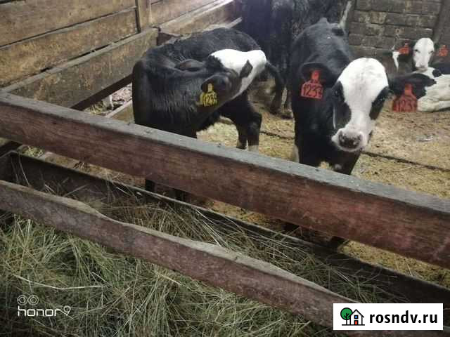 Телята на откорм Екатеринбург - изображение 1