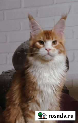 Мейн-кун Тверь - изображение 1