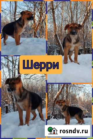 Малышка Шерри ищет дом Нижний Новгород - изображение 1
