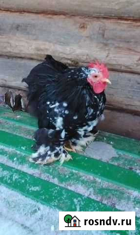 Петухи карликового кохинхина Пермь - изображение 1