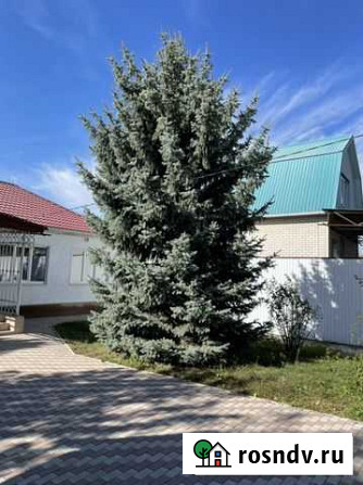 Ель голубая Черкесск - изображение 1