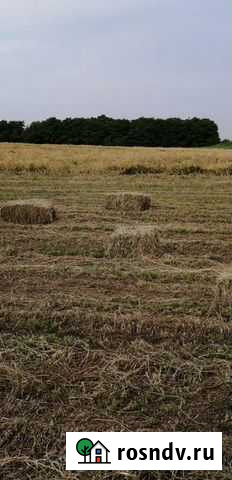 Люцерна сорт Джея Азов - изображение 1