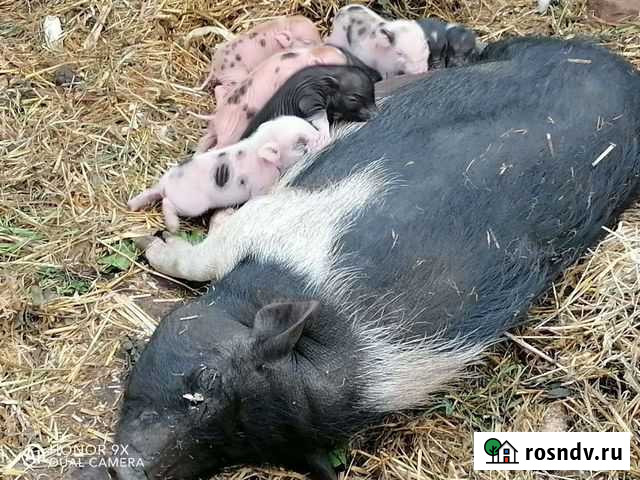 Вьетнамские поросята Озерск - изображение 1