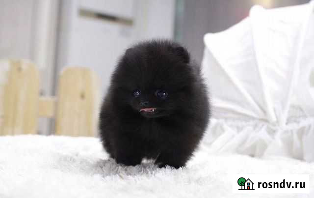 Черный бриллиантик-мини принцесса Москва - изображение 1