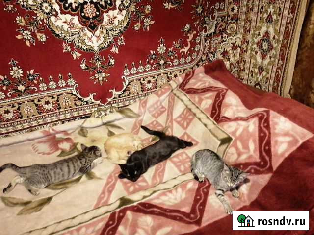 Котята в хорошие руки Новосибирск - изображение 1