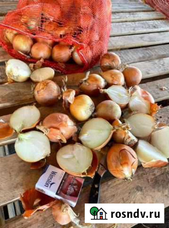 Лук многозачатковый на перо Маркс - изображение 1