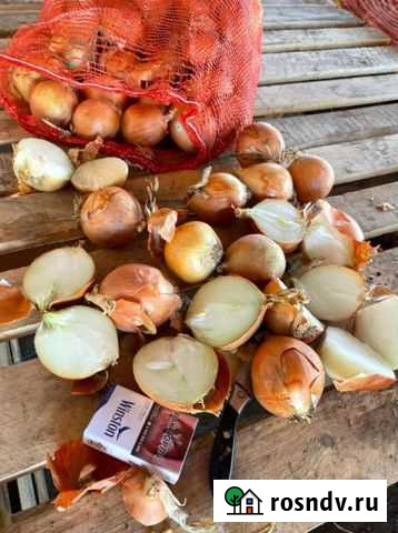 Лук многозачатковый на перо Маркс - изображение 1