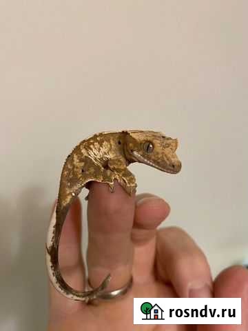 Бананоед Москва - изображение 1