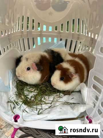 Морская свинка американский Тедди Сочи - изображение 1