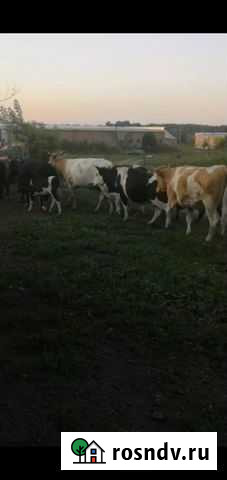 Бычки и быки телки Заринск - изображение 1