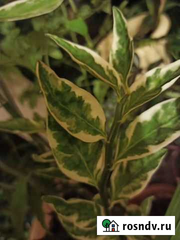 На срез/Педилантус Малино - изображение 1