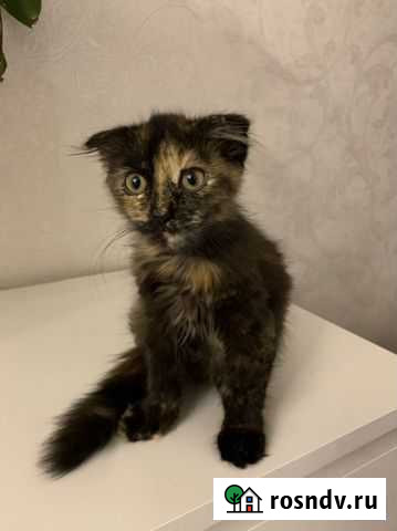 Кошка Пятигорск - изображение 1