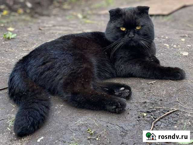 Котик ищет подружку Москва - изображение 1