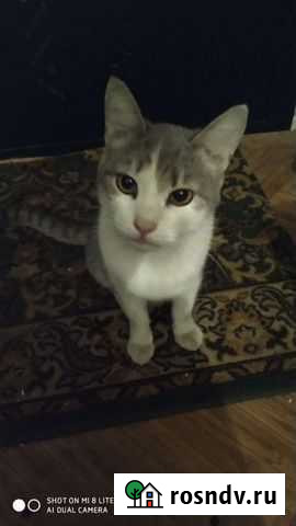 Котик 6 мес ищет дом Тамбов - изображение 1