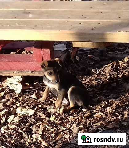 Малышка ищет дом Батайск - изображение 1