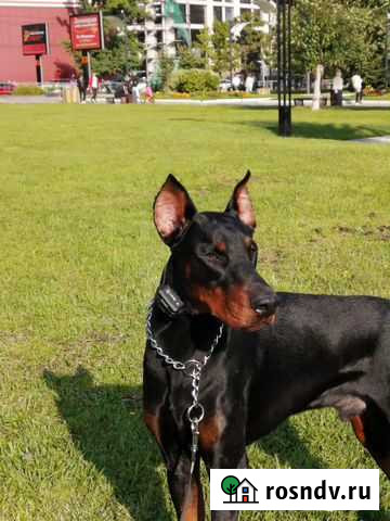 Доберман Одинцово - изображение 1