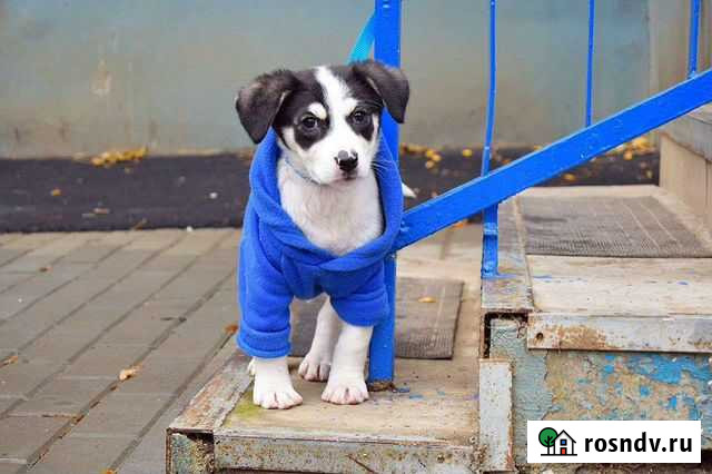 Девочка Майя 2 5 месяца Краснодар - изображение 1