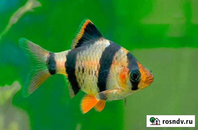 Рыба Лысково - изображение 1