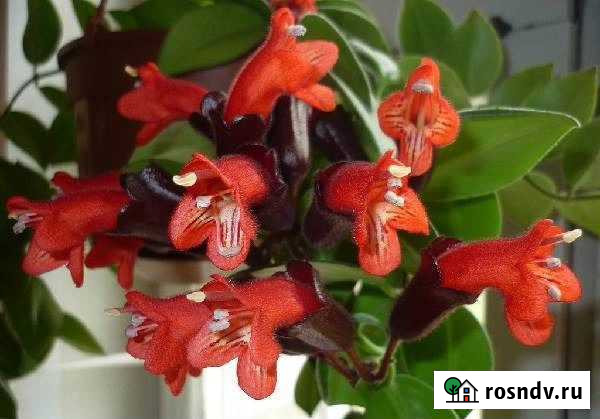 Эсхинантус Мона Лиза Санкт-Петербург - изображение 1