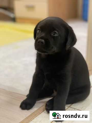 Собаки Красногорск - изображение 1