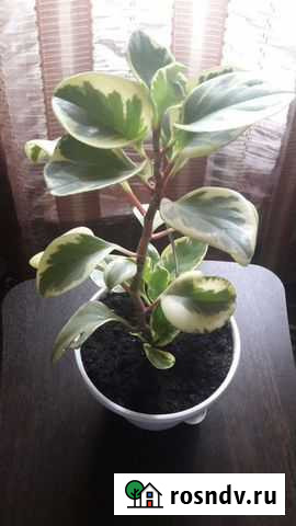 Пеперомия, вариегатная Екатеринбург - изображение 1