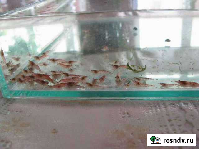 Креветки chery Первоуральск - изображение 1