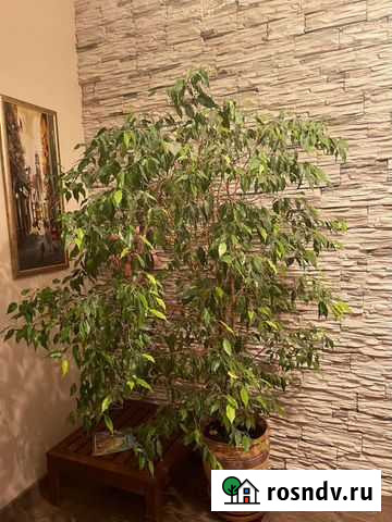 Фикус бенджамина большой Туапсе - изображение 1