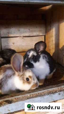 Кролик Чусовой - изображение 1